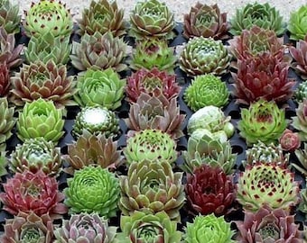 Hens & Chick Succulent  50 Seed Mix