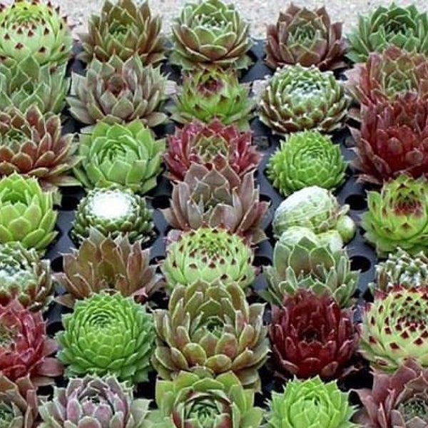 Hens & Chick Succulent  50 Seed Mix