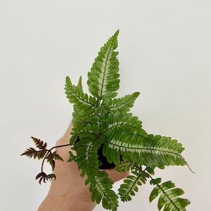 May include: A green fern plant with textured leaves and white veining. The plant is in a small black pot, held against a white background. The fern's fronds are a rich green colour, with some brown stems.