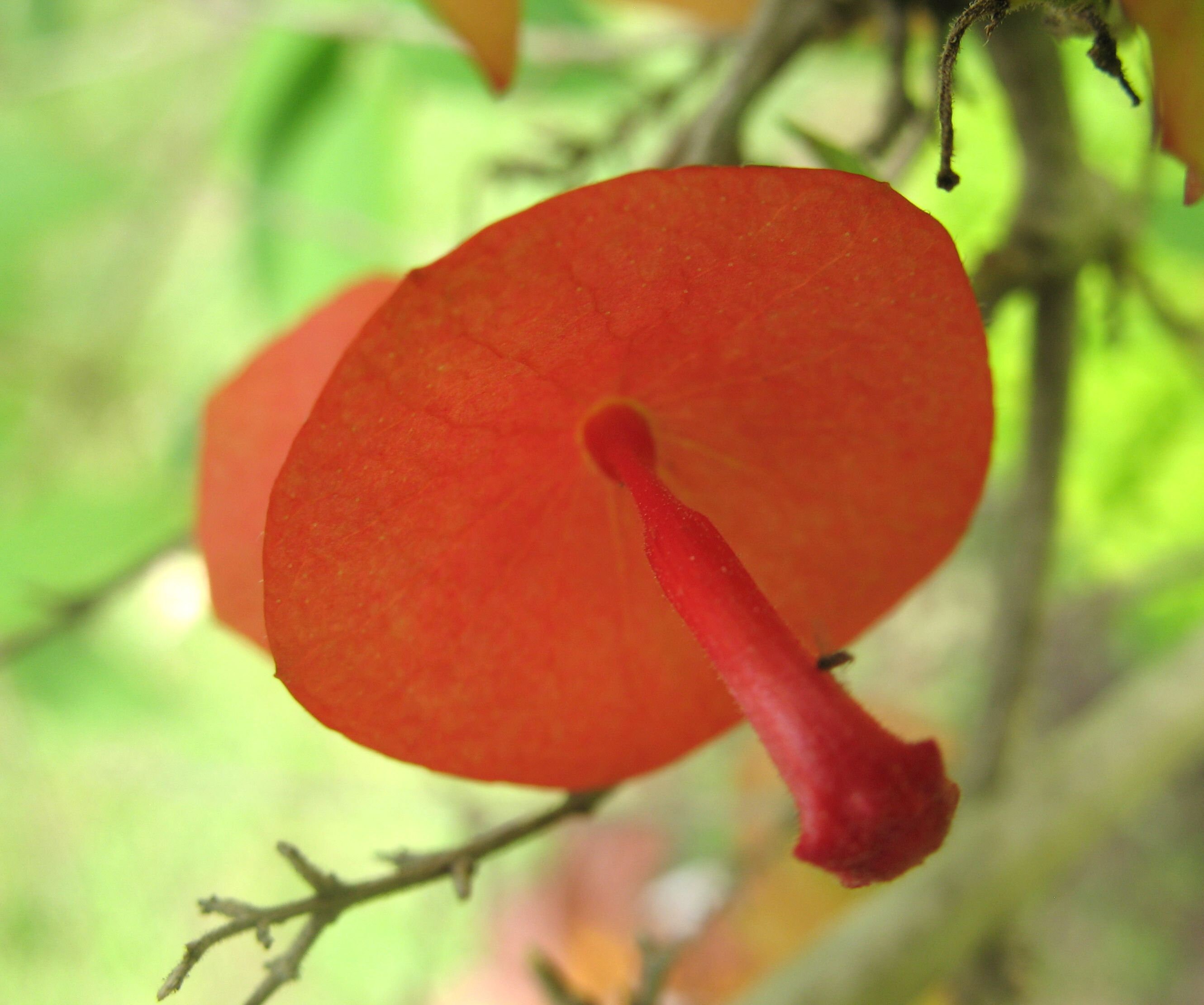 Exotic Red CupandSaucer Flowering 10 plant seeds Etsy