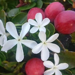 May include: Close-up of white flowers with five petals each, blooming amongst green leaves and bright red berries.