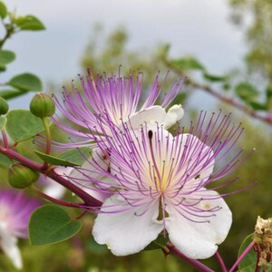Peut inclure: Gros plan sur une fleur de câprier avec des pétales blancs et de longues étamines violettes. Le centre de la fleur est jaune. Des boutons et des feuilles verts sont visibles sur la tige brun rougeâtre, sur un fond vert flou.