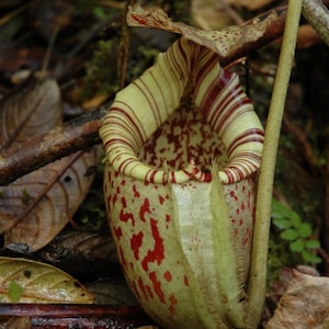 Peut inclure: Une plante carnivore en forme de cruche avec un corps bulbeux vert pâle orné de taches rouge foncé. Le rebord large et évasé présente des rayures concentriques rouge foncé sur un fond crème, avec un couvercle proéminent au-dessus.