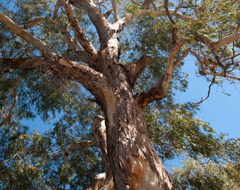 Eucalipto Red River Gum 20+ Semillas de árbol