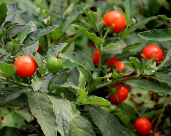 Ginseng indien Ashwagandha 25 graines