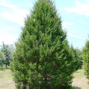 Virginian juniper ( Juniperus virginiana) 10 Tree seeds