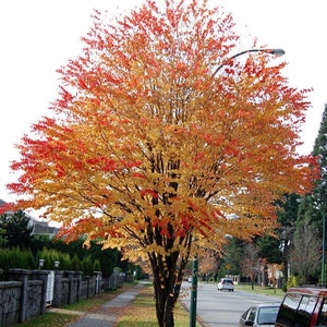 Katsura (Cercidiphyllum japonicum) 20 Tree Seeds