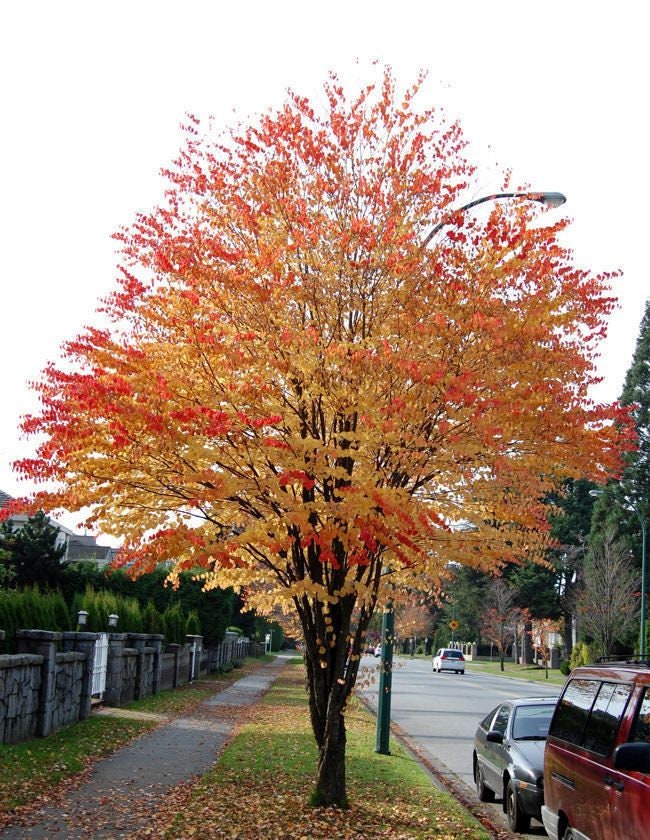 Katsura cercidiphyllum Japonicum 20 Tree Seeds Etsy UK