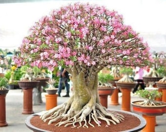 Semi misti di rara ed esotica rosa del deserto (Adenium Obesum) freschi dal Canada