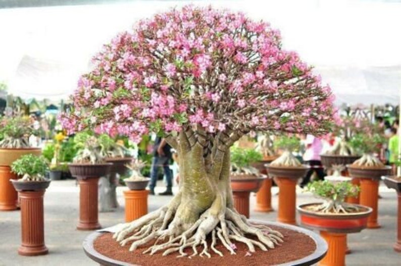 Rare Exotic Desert Rose Adenium Obesum Mixed Seeds Fresh image 0