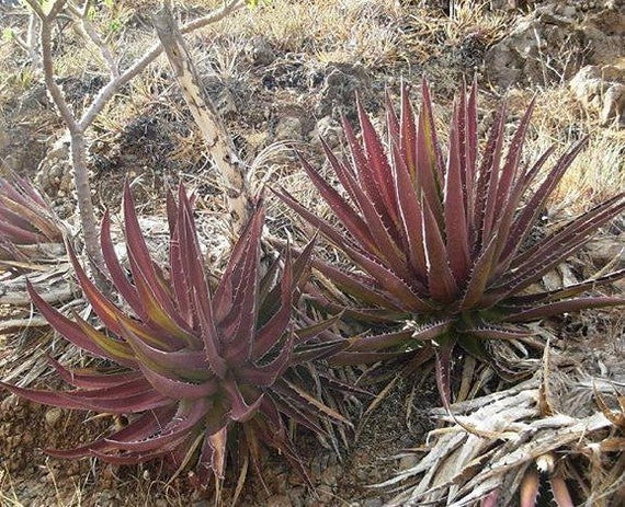 Exotische Rote Agave Kerchovei 10 Samen