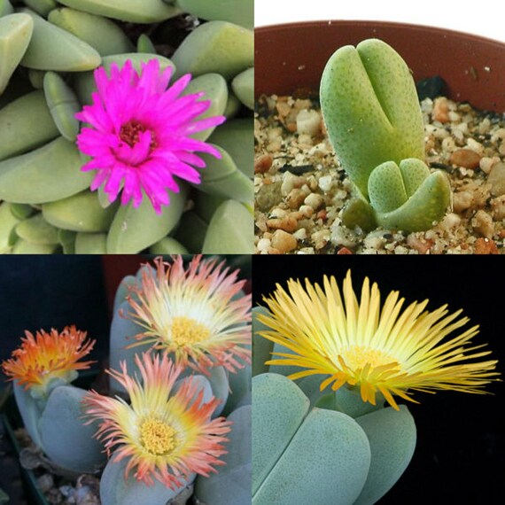 CHEIRIDOPSIS MIX succulent cactus mixed living stones rocks plant seed 20 SEEDS 