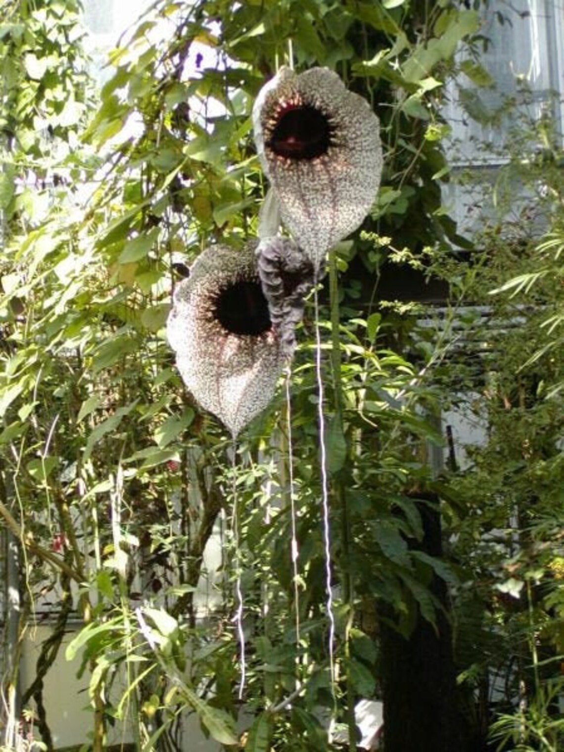 Pelican Flower 5 Seeds Etsy