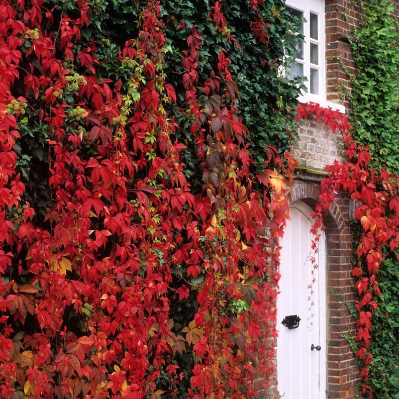 Virginia Creeper, Parthenocissus quinquefolia 5 Seeds image 1