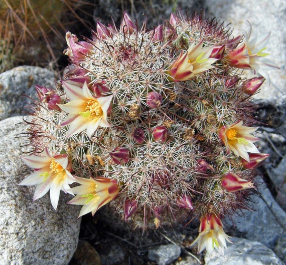 Mammillaria Dioica 6 Cactus Seeds