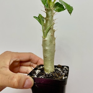 May include: A small, spiky succulent plant in a black square pot. The plant has a light green stem with sharp thorns and a few green leaves. The pot contains dark soil with white specks.