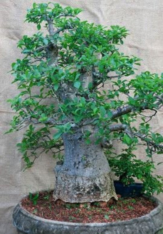 liriodendron tulipifera bonsai Bonsai Special