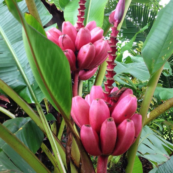 Exotische rosa Bananenpflanze 6 samen