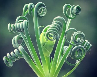 Rare Exotic Albuca Spiralis Frizzle Sizzle Plant Seeds