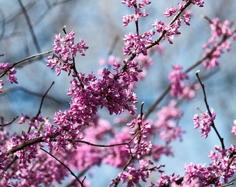 Eastern Redbud  20 Tree Seeds