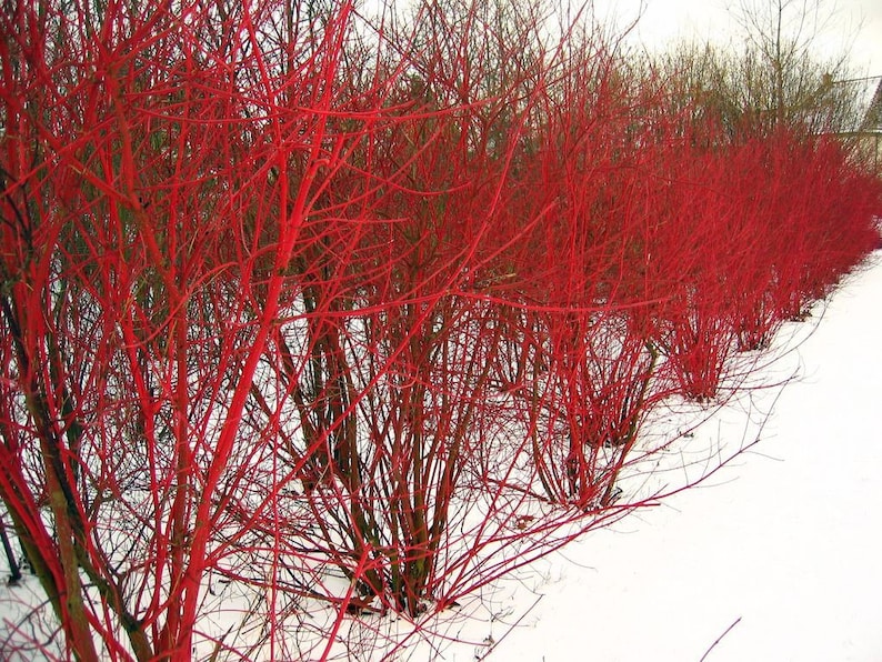 Red Branch Shrub Dogwood 20 Seeds Etsy