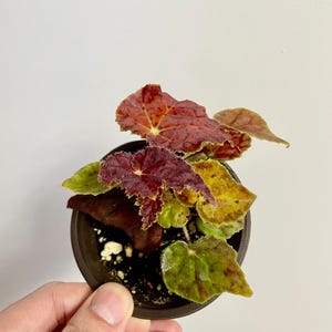 Peut inclure: Une petite plante en pot avec des feuilles rouges, jaunes et vertes. La plante est dans un pot brun.