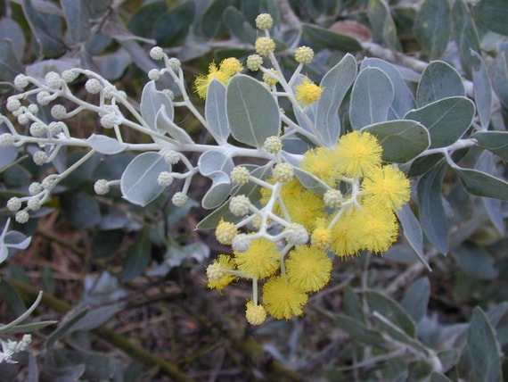 Australian Silver Wattle ( Acacia Podalyriifolia) 5 Tree Seeds