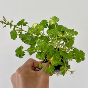 May include: A green and white variegated geranium plant with small white flowers. The plant has textured, lobed leaves and is held in a black pot. The leaves have a mix of bright green and creamy white variegation.