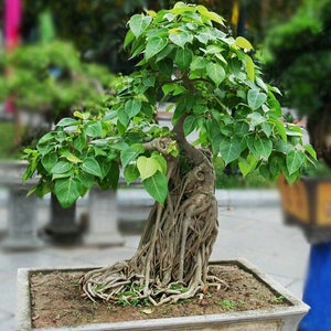 Arbre de sagesse 100 graines (Arbre de Bouddha), Ficus religiosa
