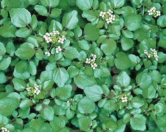 Watercress 50 seeds