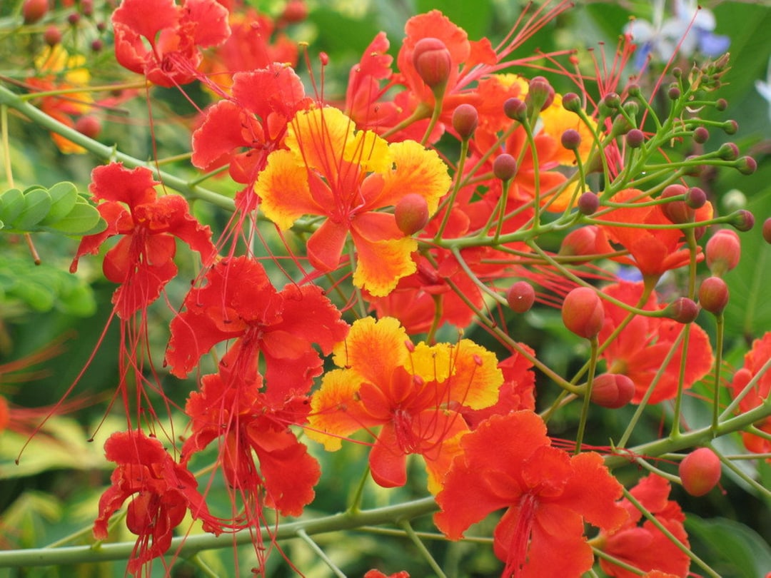 Seltene exotische rote Stolz des Paradieses Barbados Blume 15 Samen
