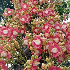 Exotic Cannonball Tree (couroupita guianensis) 5 Seeds