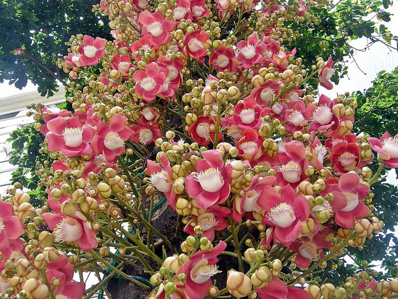 Exotic Cannonball Tree couroupita guianensis 5 Seeds image 1