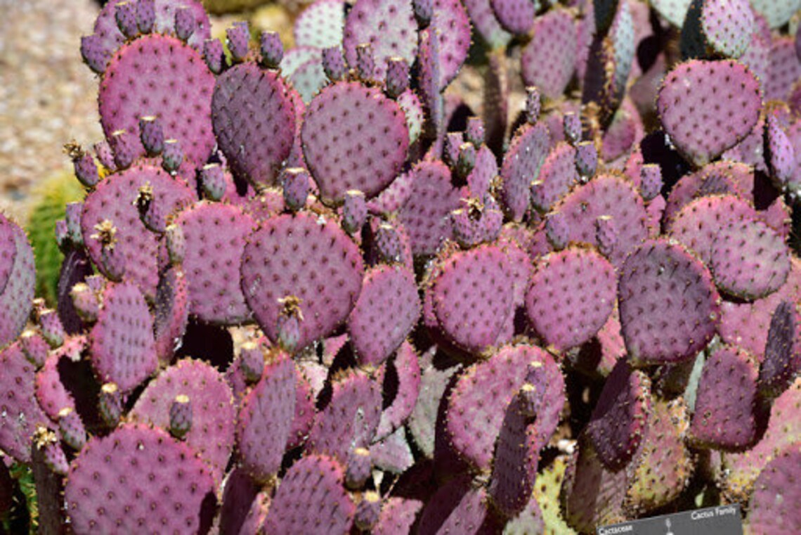Purple Cactus Santa Rita Opuntia 15 Seeds Etsy Canada