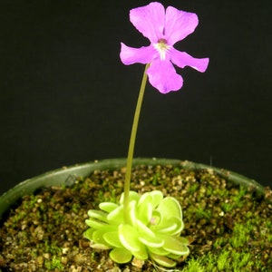 Peut inclure: Gros plan d'une plante carnivore en pot avec une fleur rose vif. La fleur a cinq pétales et un centre blanc. La base de la plante présente des feuilles arrondies vert clair. Le pot est vert foncé, rempli de terre et de mousse, sur fond noir.