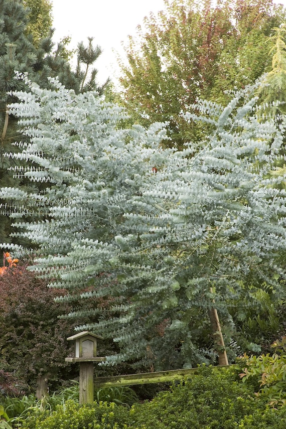 Silver Dollar Argyle Apple eucalyptus Cinerea 25 Tree Etsy