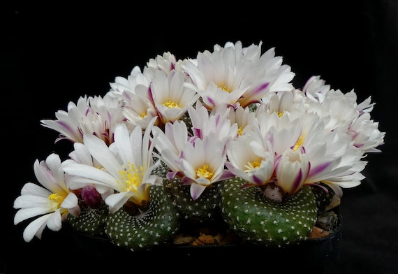 Raras blusas exóticas Liliputana 6 - España