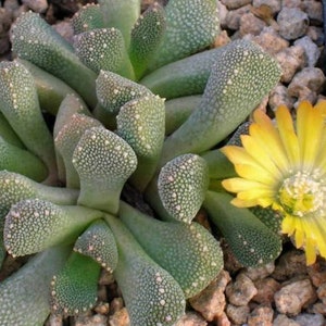 May include: A close-up of a green succulent plant with small, round bumps. The plant is in bloom with a bright yellow flower.