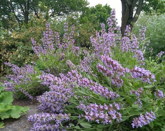 Common Sage 20 Seeds