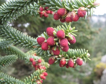 VOLVO cedrus  libani abies pinsapo 苗 VOLVO cedrus libani abies pinsapo 苗 VOLVO cedrus libani abies