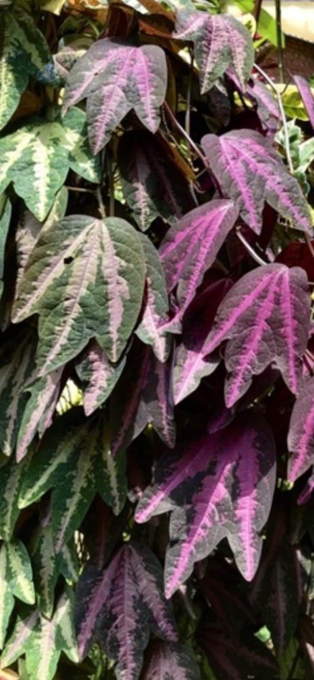 Buy Rare Duck Feet Passion Flower Tricolor (passiflora Trifasciata) in 1  Inch Pot Online in India - Etsy