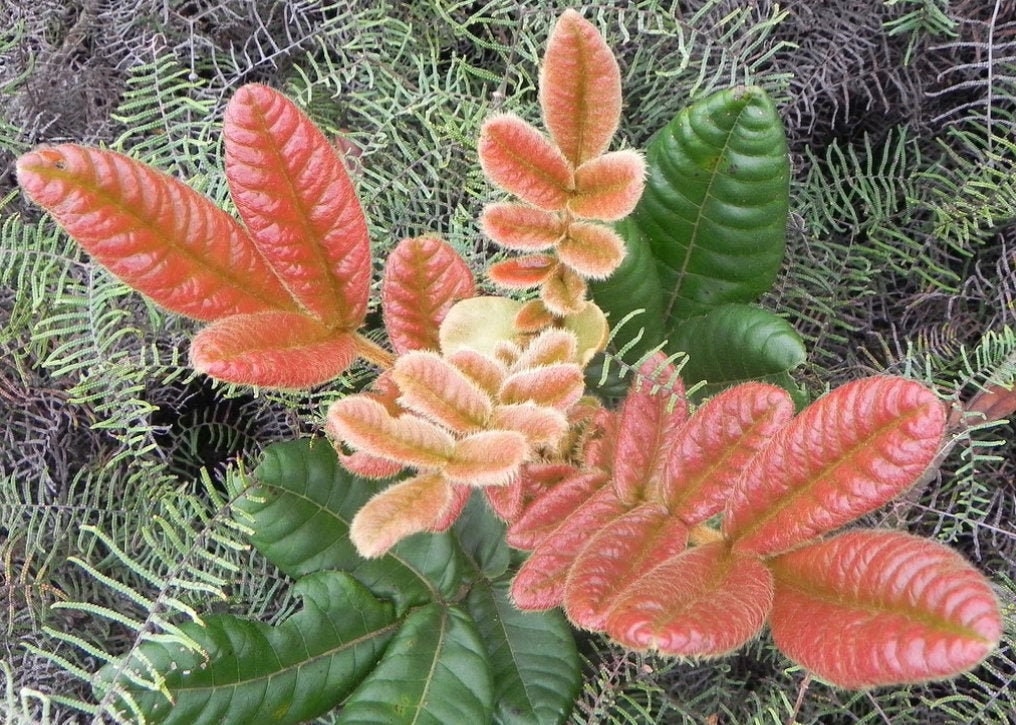 Rare New Caledonia Plant Pancheria Hirsuta 5 Seeds Etsy