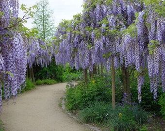 Japanese Wisteria 6 Seeds