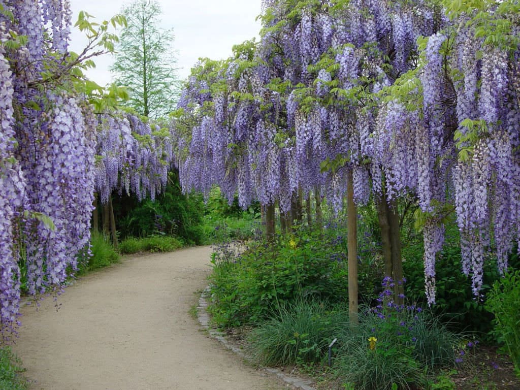 Japanese Wisteria 6 Seeds