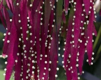 Red Coral Rhipsalis 15 Seeds