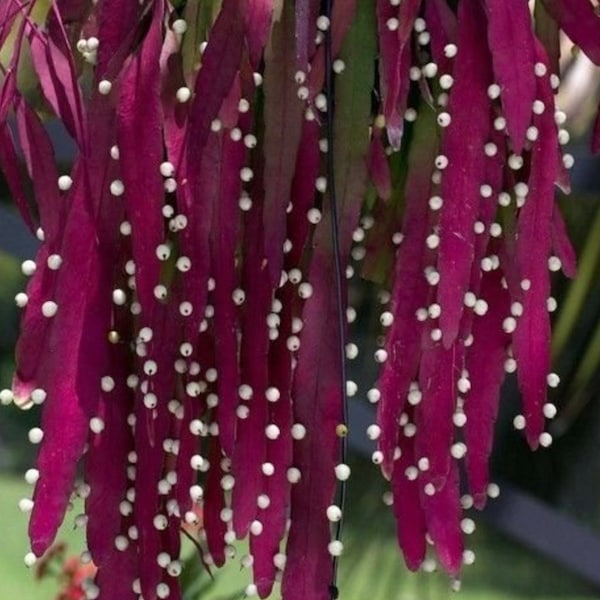 Red Coral Rhipsalis 15 Seeds