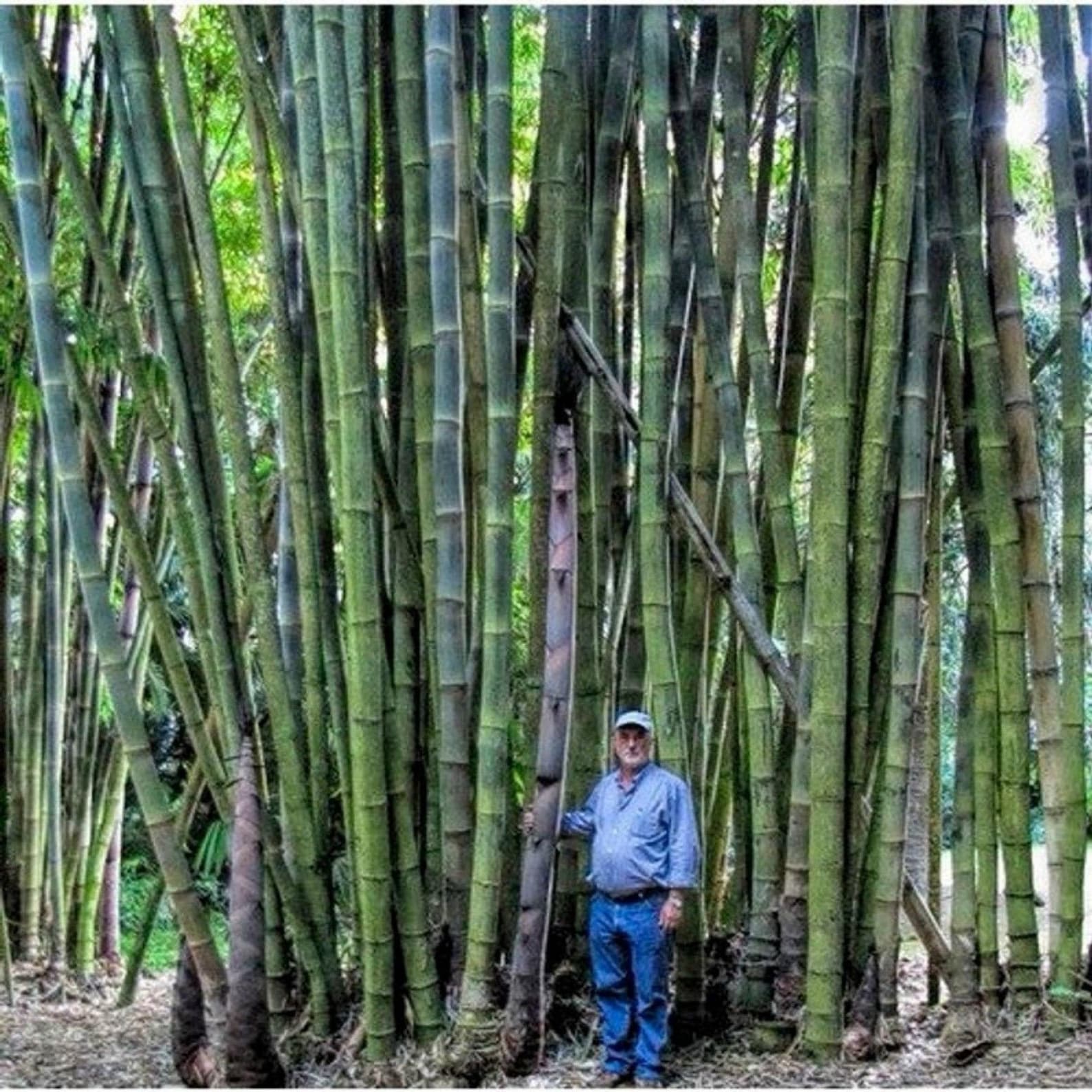 Exotic Giant Thorny Bamboo Plant 20 Seeds Etsy