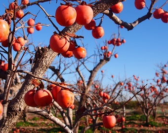 Persimmon Fruit Tree 10 Seeds