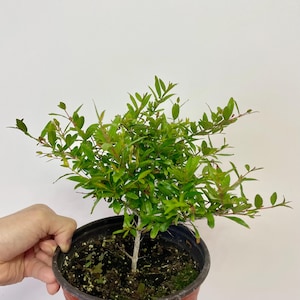 May include: A small potted plant with bright green leaves and a thin trunk. The plant is in a dark brown plastic pot with a reddish-brown exterior. The background is a plain white wall.