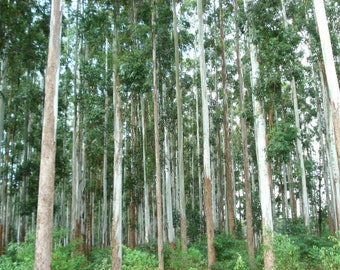 Rare Eucalyptus Timor Mountain White Gum 20+ Tree Seeds